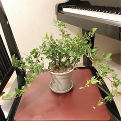 観葉植物　へデラヘリックス・ハロー（アイビー）②　40cm　グレ...