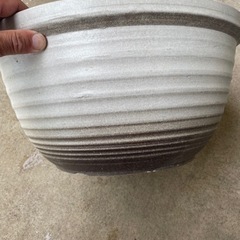 睡蓮鉢の画像