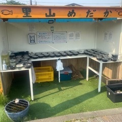 里山めだか　メダカとミナミヌマエビとミジンコ　5/20出品