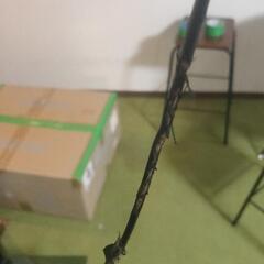 液晶テレビ REGZA 32型 2011年製 32BC3の画像