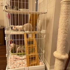 葉山ねこねこランド猫のお世話ボランティアさん - 手伝って/助けて