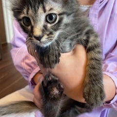 葉山ねこねこランド猫のお世話ボランティアさん - 三浦郡