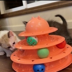 葉山ねこねこランド猫のお世話ボランティアさん − 神奈川県