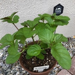 ハーブ各種　✴︎ご希望の方✴︎