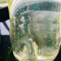 タマミジンコ＋ホテイアオイ おまけつき メダカ稚魚水槽に