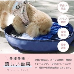 ノーズワークの画像
