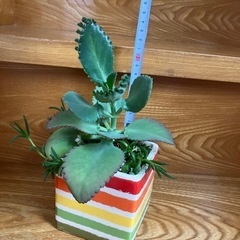 マザーリーフ・多肉植物  決まりました