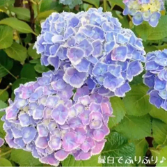 【数量限定・SALE】縁白ふりふり♪ 紫陽花 植物苗 希少 根つ...