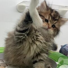 ☆キャットブリーダー　　スタッフ募集