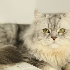 ☆キャットブリーダー　　スタッフ募集の画像