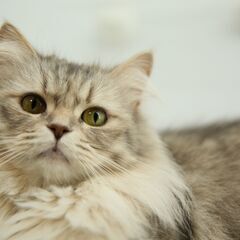 ☆キャットブリーダー　　スタッフ募集の画像