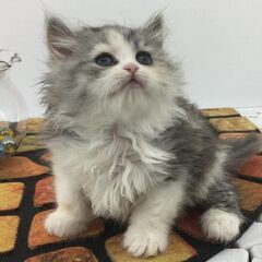 ☆キャットブリーダー　　スタッフ募集の画像