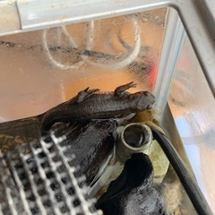 金魚・アカハライモリ 引き取っていただける方の画像