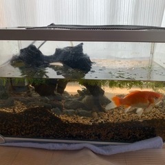 金魚・アカハライモリ 引き取っていただける方