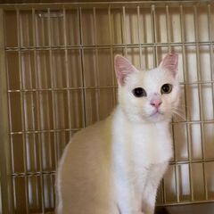 2歳位　誰にでも懐っこい、人大好きなオッドアイのさぁちゃん【5/...