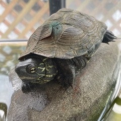 ゼニガメ(水槽付き)