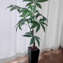 インテリア、パキラ、観葉植物