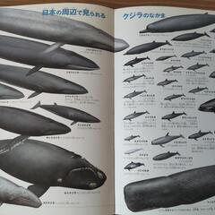 小学館の図鑑NEO　動物の画像