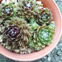 🌿センペルビウム🌿