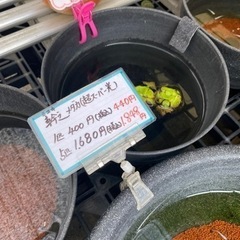 メダカ　成魚　稚魚　卵