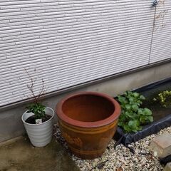 庭のツボ（大）