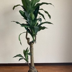 観葉植物　造花