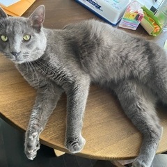 迷い猫か捨て猫 - 亘理郡