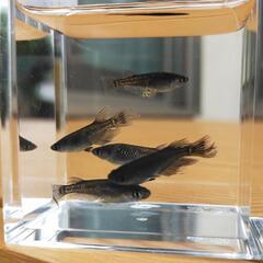 【お譲り先決まりました！】『ゴースト』メダカ 産卵サイズ成魚 ♂...