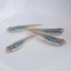 【お譲り先決まりました！】青系メダカ祭②『深海』有精卵20個＋α 第1回の画像