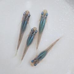 【お譲り先決まりました！】青系メダカ祭②『深海』有精卵20個＋α 第1回の画像