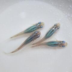 【お譲り先決まりました！】青系メダカ祭②『深海』有精卵20個＋α 第1回の画像