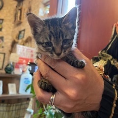 とってもおてんばな子猫キジの「たまえ」🥰