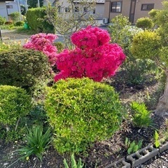 庭に咲いているツツジを買い取ってくれる方　値段は交渉