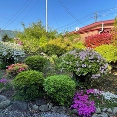 庭に咲いているツツジを買い取ってくれる方　値段は交渉の画像