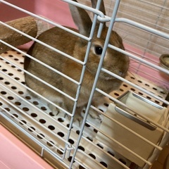 メス　1才　うさぎ