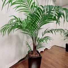 インテリア、ヤシの木、観葉植物