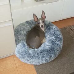 イタグレ 男の子