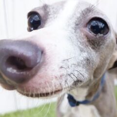 イタグレ 男の子 - 犬