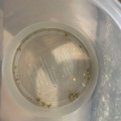 メダカ　成魚　稚魚　卵の画像