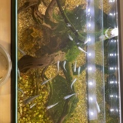 メダカ　成魚　稚魚　卵の画像