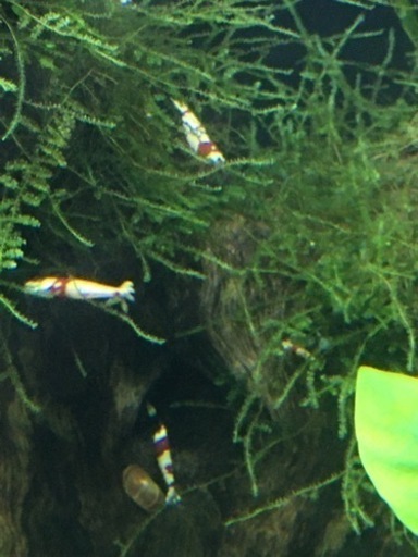 水槽関連　モスラ系　レッドビーシュリンプ　大小40尾ぐらい