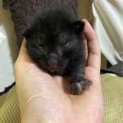 ミルクボランティアさんのご都合がつかなくなりました…。再募集になります！ - 東大阪市