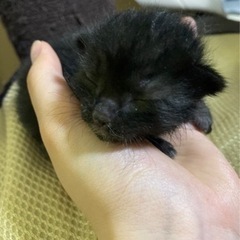 ミルクボランティアさんのご都合がつかなくなりました…。再募集になります！ - 猫