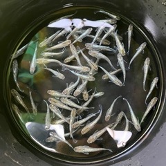 メダカMIX10匹500円〜種類多数