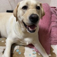 犬友 - 十和田市