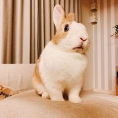 ミニウサギ　3歳女の子　里親募集させてください