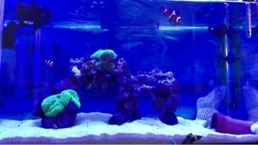 イボハタゴ　極美グリーン