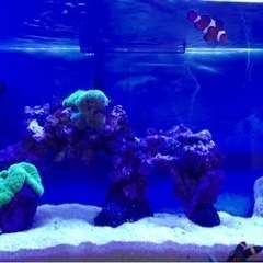 イボハタゴ　極美グリーン