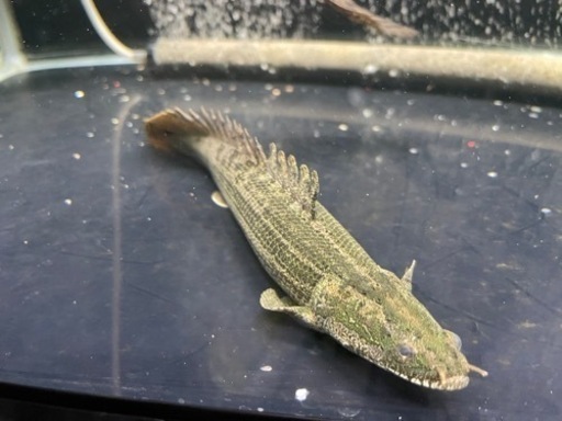 早い方優先　ポリプテルス・ビキールビキール 25ｾﾝﾁ±