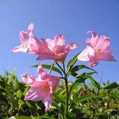 ハイキングの同行者を募集しています。 - 仙台市